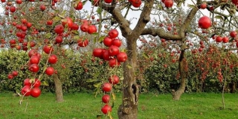Kada orezati stabla jabuke u jesen: u kom mjesecu
